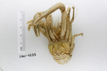 Media type: image;   Invertebrate Zoology CRU-4533